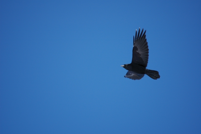 The raven, April 2008