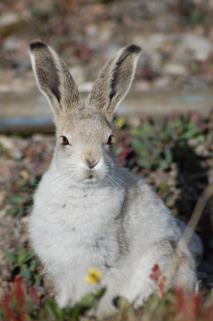 Arctic hare, July 2007